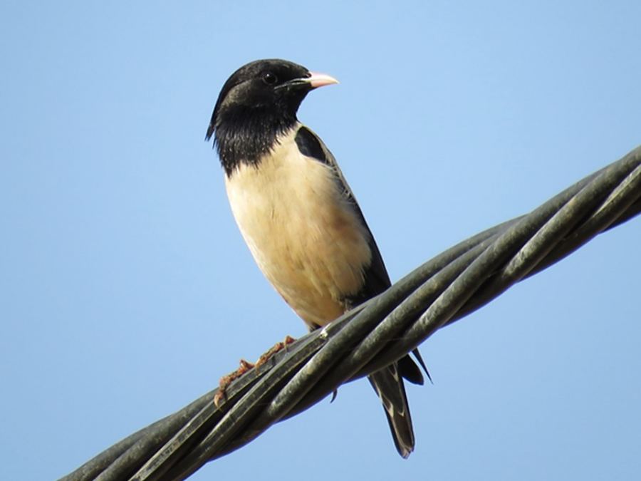 توثيق الزرزور الوردي لأول مرة في مرج ابن عامر